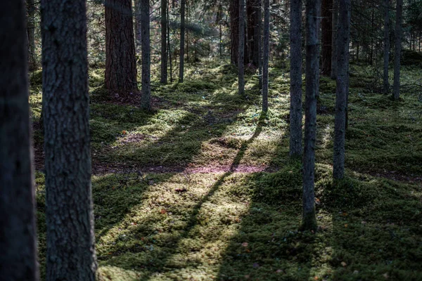 Goudgeel gekleurde boom verlaat herberg het park — Stockfoto