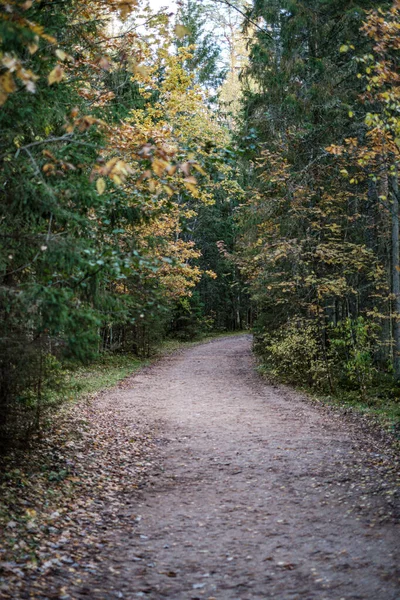 Jaune doré route d'automne en journée ensoleillée — Photo