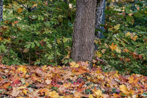 Modello di autunno. astratto con foglie di albero giallo e verde — Foto Stock