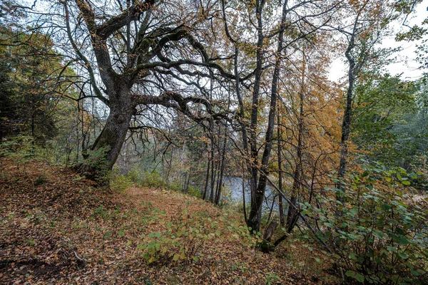 Roble grande en otoño hojas de árbol dorado amarillo —  Fotos de Stock