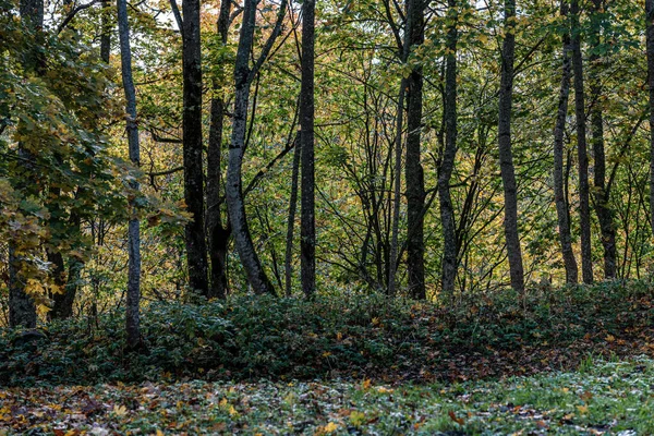 Guld gul färgade träd löv inn parken — Stockfoto