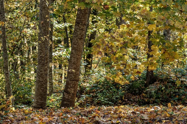 Goldgelb gefärbte Baumblätter im Park — Stockfoto