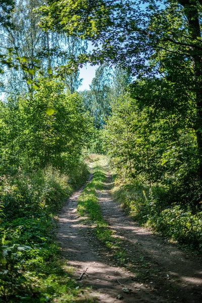 Liten smal stig i skogen — Stockfoto