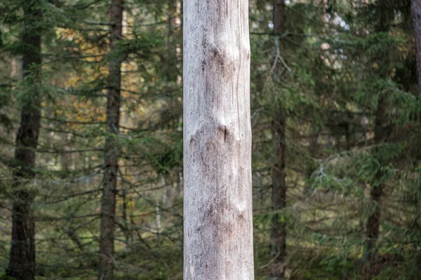 Gammal torr trädstam stock i skogen — Stockfoto