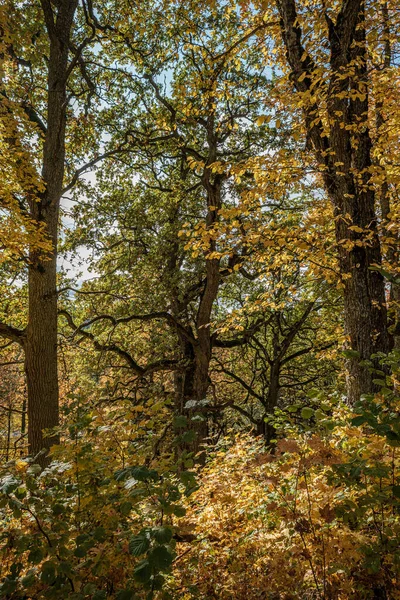 Goudgeel gekleurde boom verlaat herberg het park — Stockfoto