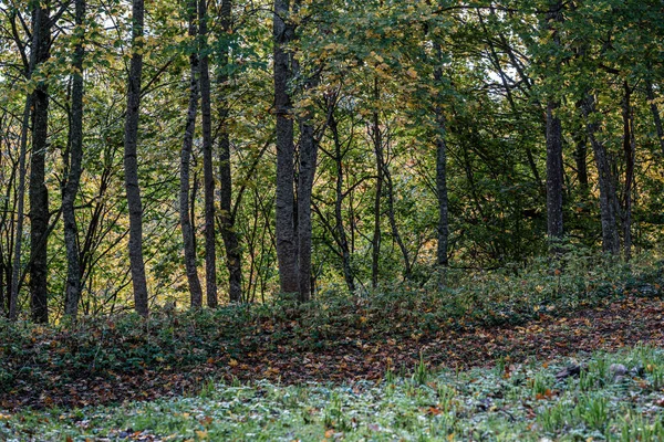 Golden yellow colored tree leaves inn the park — стоковое фото