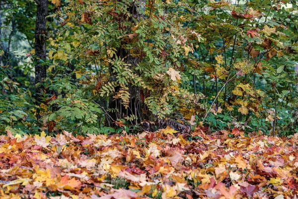 Herbstmuster. abstrakt mit gelben und grünen Baumblättern — Stockfoto