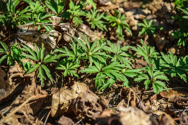 Grün Gras Laub Texturen in der Natur — Stockfoto