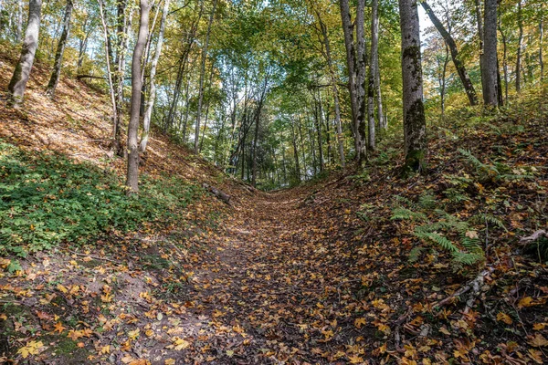 Amarillo dorado camino de otoño en día soleado —  Fotos de Stock