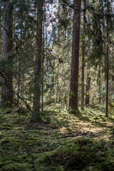 Dorato albero di colore giallo lascia locanda il parco — Foto Stock