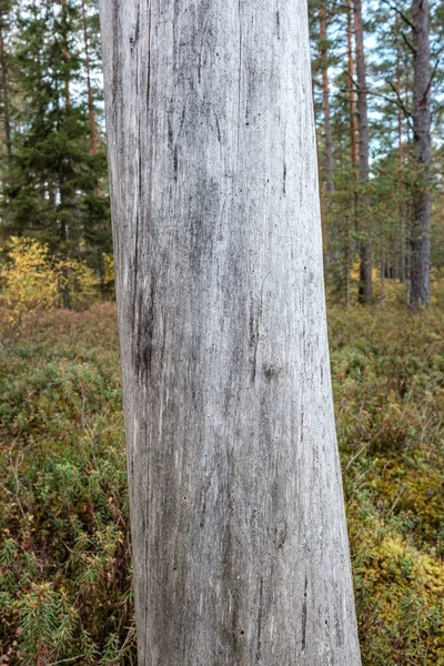 Tronco de árbol seco viejo en el bosque —  Fotos de Stock