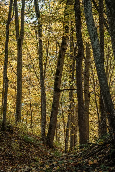 Feuilles d'arbre jaune doré dans le parc — Photo