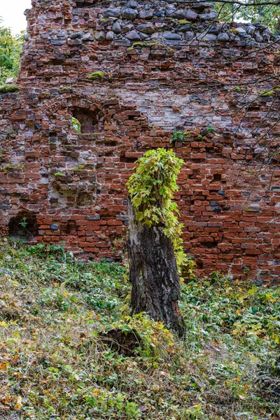 Sonbahar ağaçlarının yaprakları ormandaki büyük kayaların üzerinde
