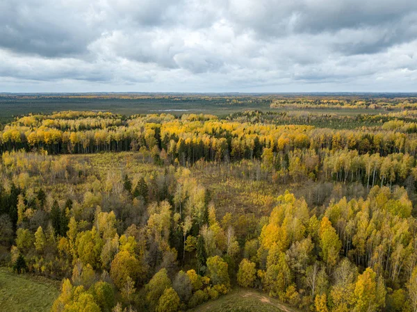 autumn orange and green colored leaf tree forest from above. dro