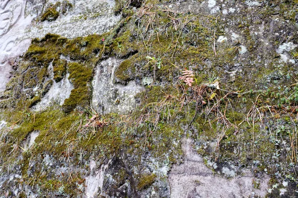 Hojas de árboles de color otoñal en roca grande en el bosque —  Fotos de Stock