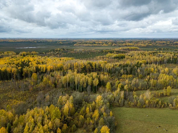 autumn orange and green colored leaf tree forest from above. dro