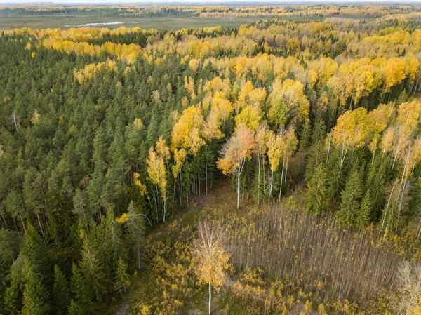 autumn orange and green colored leaf tree forest from above. dro