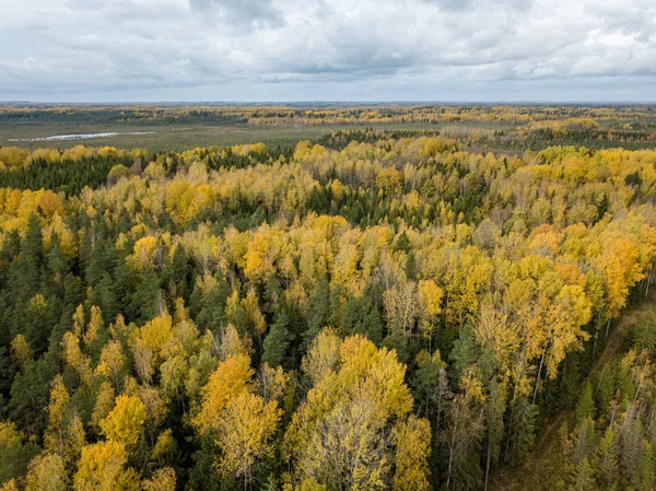 autumn orange and green colored leaf tree forest from above. dro