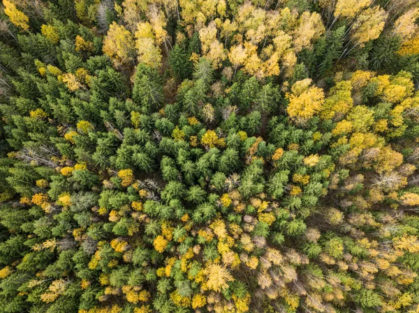 Outono laranja e verde colorido folha árvore floresta de cima. hidrocarbonetos — Fotografia de Stock