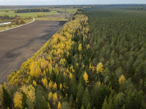 autumn orange and green colored leaf tree forest from above. dro