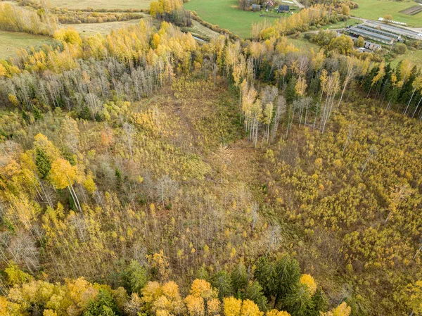 autumn orange and green colored leaf tree forest from above. dro