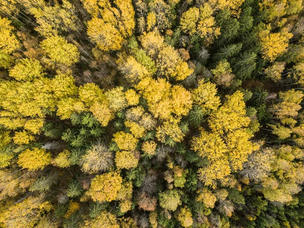 autumn orange and green colored leaf tree forest from above. dro