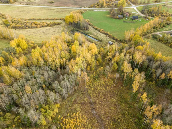 autumn orange and green colored leaf tree forest from above. dro