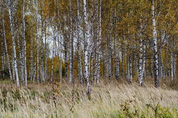 Голые березы осины в осеннем лесу с апельсиновыми листьями — стоковое фото