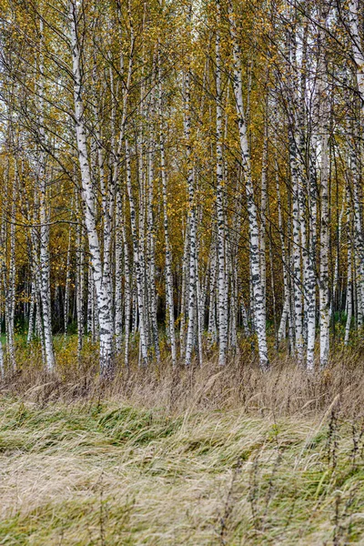 Bouleau nu peuplier faux-tremble dans la forêt d'automne avec quelques feuilles d'orange — Photo