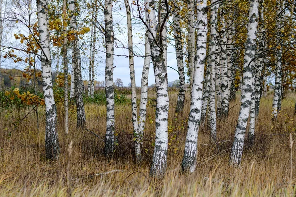Nackte Birken im herbstlichen Wald mit orangefarbenen Blättern — Stockfoto