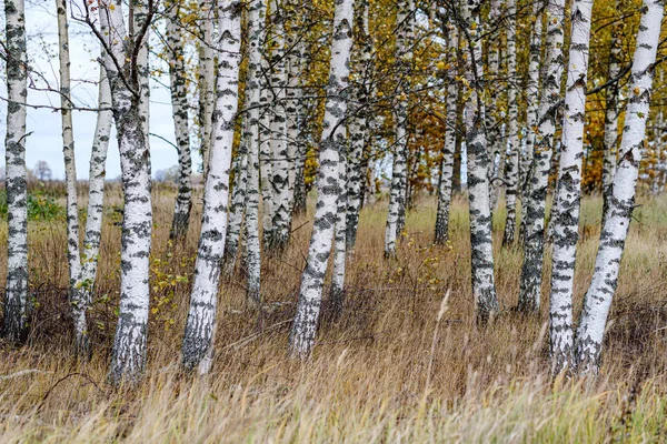 Nahý bříza osika stromy v podzimním lese woth některé oranžové listy — Stock fotografie