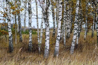 Sonbahar ormanlarında çıplak huş ağaçları portakal yapraklarıyla doludur.