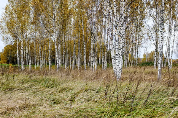 Pioppo tremulo nudo betulla in autunno foresta woth alcune foglie di arancio — Foto Stock