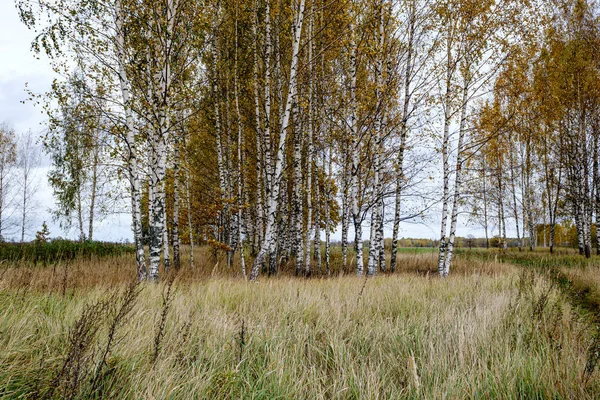 Bétula nua álamo árvores no outono floresta woth algumas folhas de laranja — Fotografia de Stock