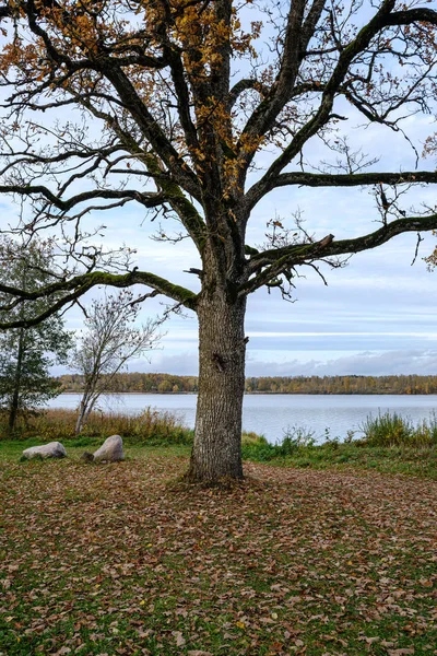 Árvores nuas no outono floresta woth algumas folhas de laranja esquerda — Fotografia de Stock