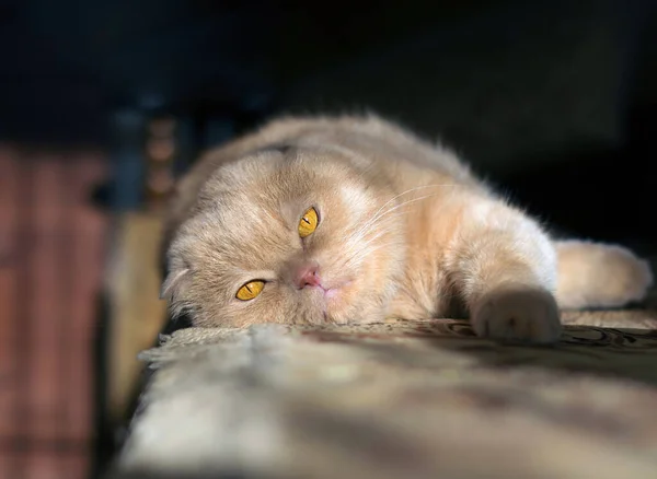 被苏格兰人的太阳照亮的绒毛猫躺在沙发上 — 图库照片