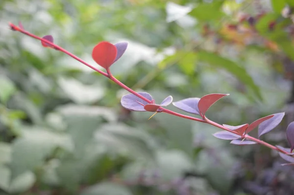 Rama Una Flor Con Hojas Rojas — Foto de Stock