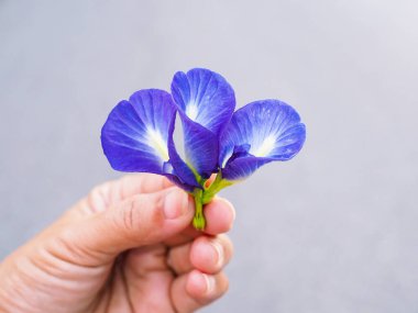Kelebek çiçekleri, parlak renkler. Botanik çiçeği tıbbi ve bitkisel.