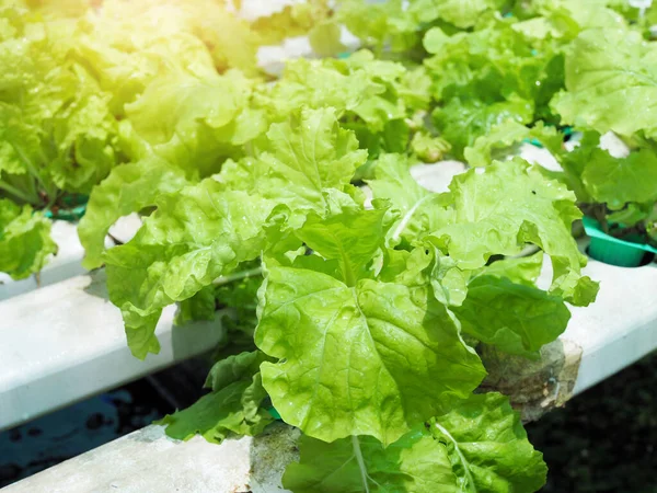 hydroponic farming with organic vegetable to healthy clean food.