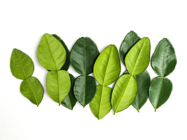 Hojas Lima Kaffir Hoja Bergamota Fresca Aislada Sobre Fondo Blanco — Foto de Stock