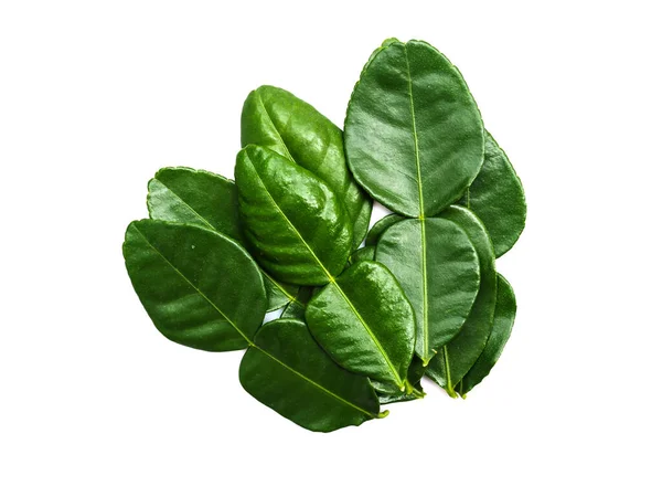 Kaffir Lime Leaves Fresh Bergamot Leaf Isolated White Background — Stock Photo, Image