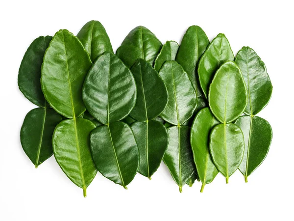 Kaffir Lime Leaves Fresh Bergamot Leaf Isolated White Background — Stock Photo, Image