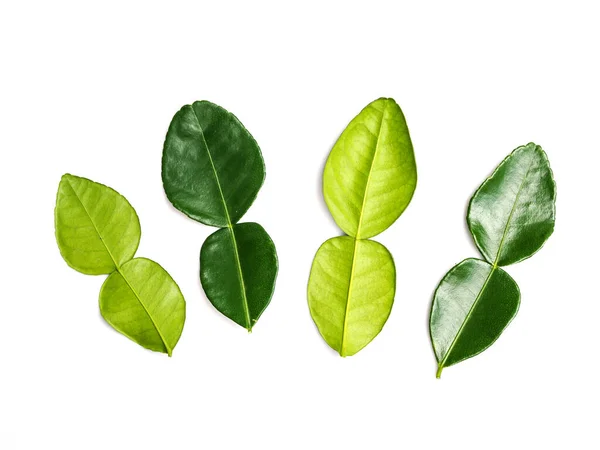 Hojas Lima Kaffir Hoja Bergamota Fresca Aislada Sobre Fondo Blanco — Foto de Stock