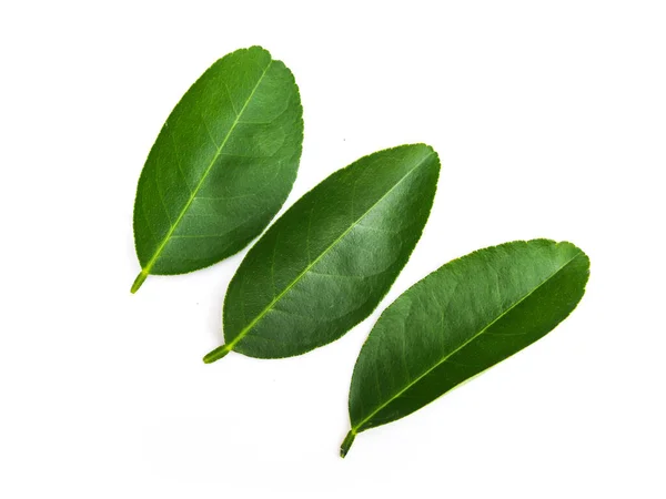 Green Leaf Plant Lemon Lime Citrus Leaves Isolated White Background — Stock Photo, Image