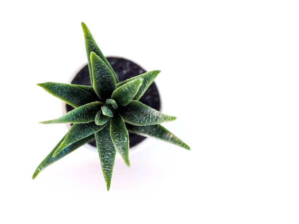 Gros Plan Plante Ornementale Pot Avec Cactus Pot Blanc Petite — Photo