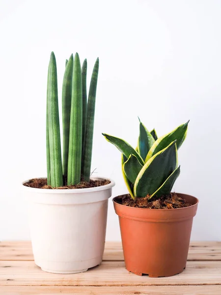 Plantes Ornementales Dans Des Pots Décoration Maison Arbre Sur Sol — Photo