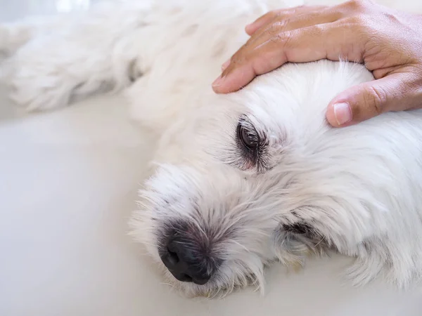 Sahibi evcil hayvan kafasına el masajı yapmış. Beyaz köpek hasta ve yerde uyuyor.