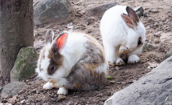 Long-eared rabbit is suffering from skin disease. Ringworm disease from infection and inflammation. hair loss and itching. Caring for sick rabbits.
