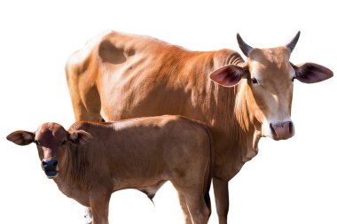 Yavru dana anne inekle birlikte beyaz arka planda duruyor ve kırpma yolu var..