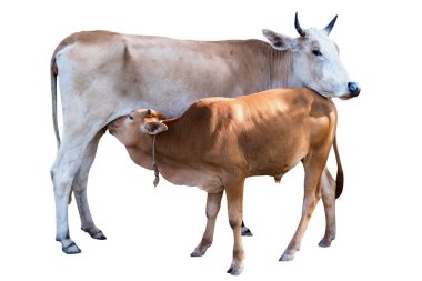 Yavru dana anne inekten süt emziriyor. Beyaz arka planda, kırpma yolu ile izole edilmiş..